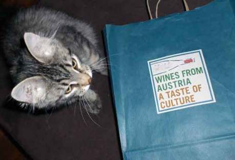En katt etter vin
